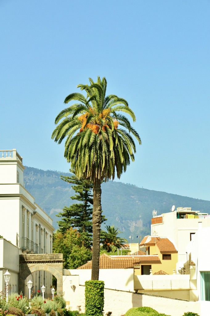 Foto: Jardines del Marquesado - La Orotava (Santa Cruz de Tenerife), España
