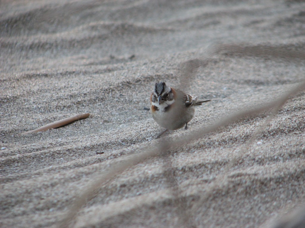 Foto: El Mar - Viedma (Río Negro), Argentina
