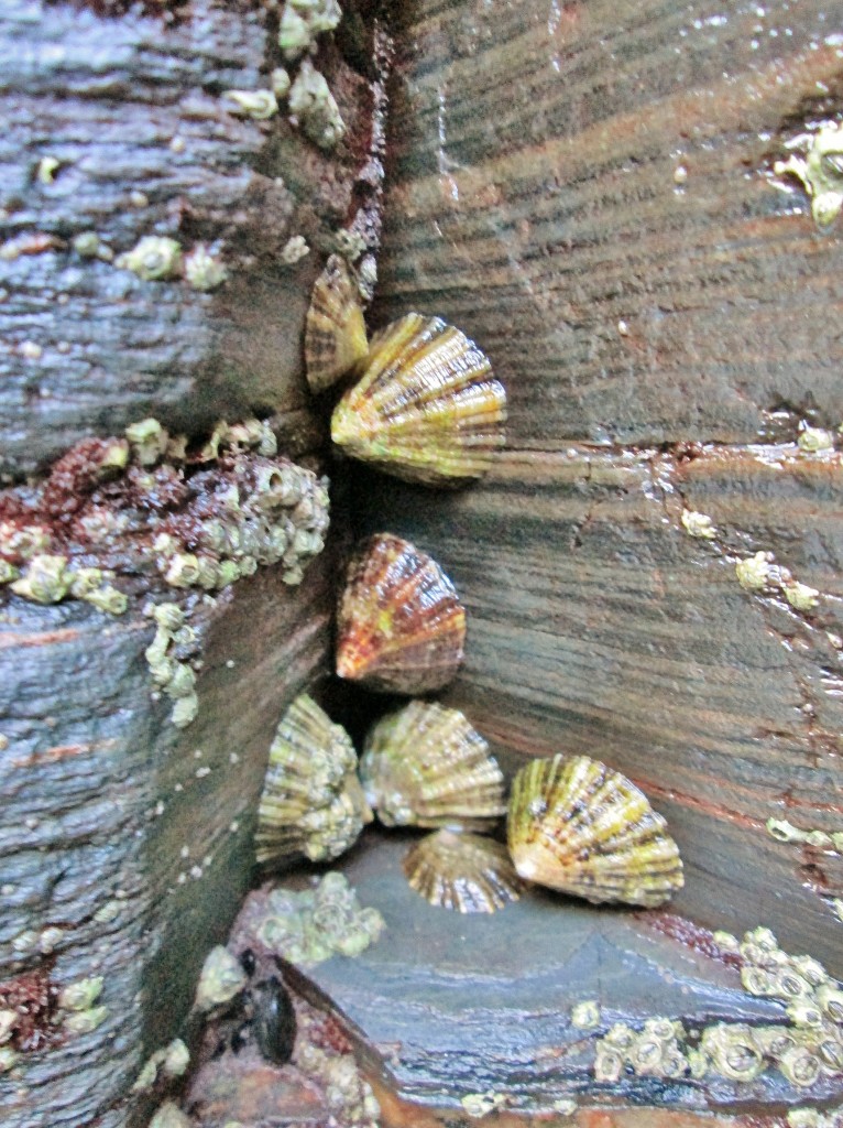 Foto: Playa de las Catedrales - Ribadeo (Lugo), España