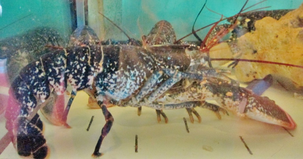 Foto: Langosta - Ribadeo (Lugo), España