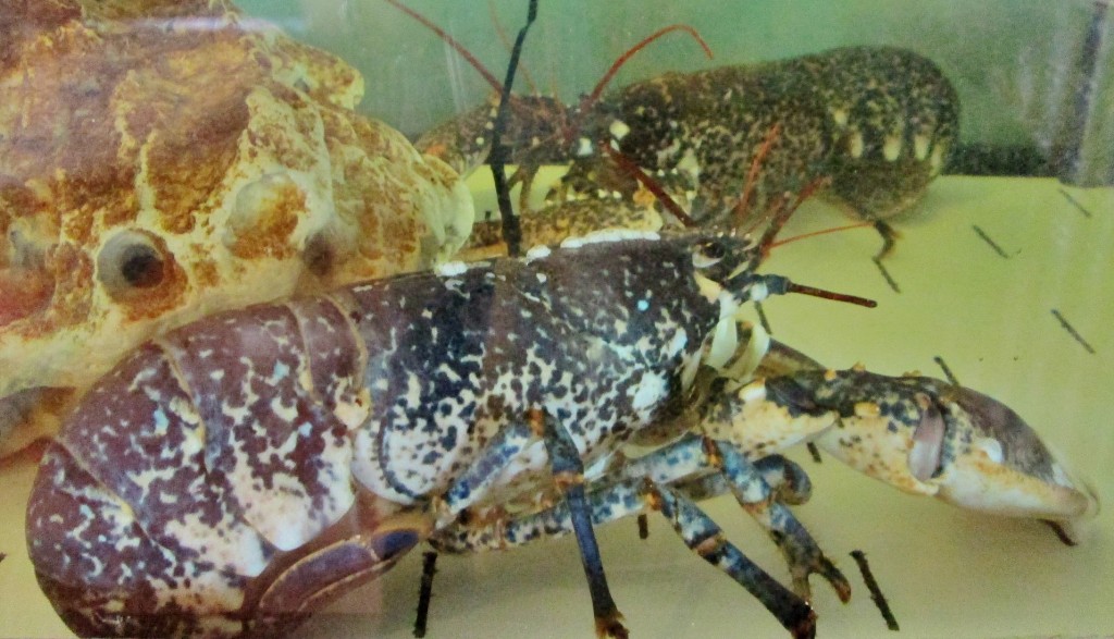 Foto: Langosta - Ribadeo (Lugo), España