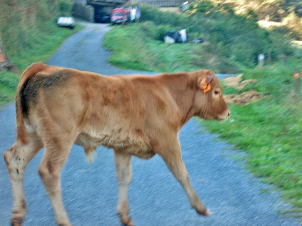 Foto: Animalito - Mondoñedo (Lugo), España