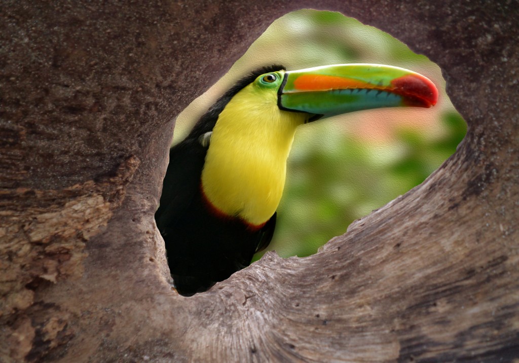 Foto: Tucan - San Isidro (Alajuela), Costa Rica