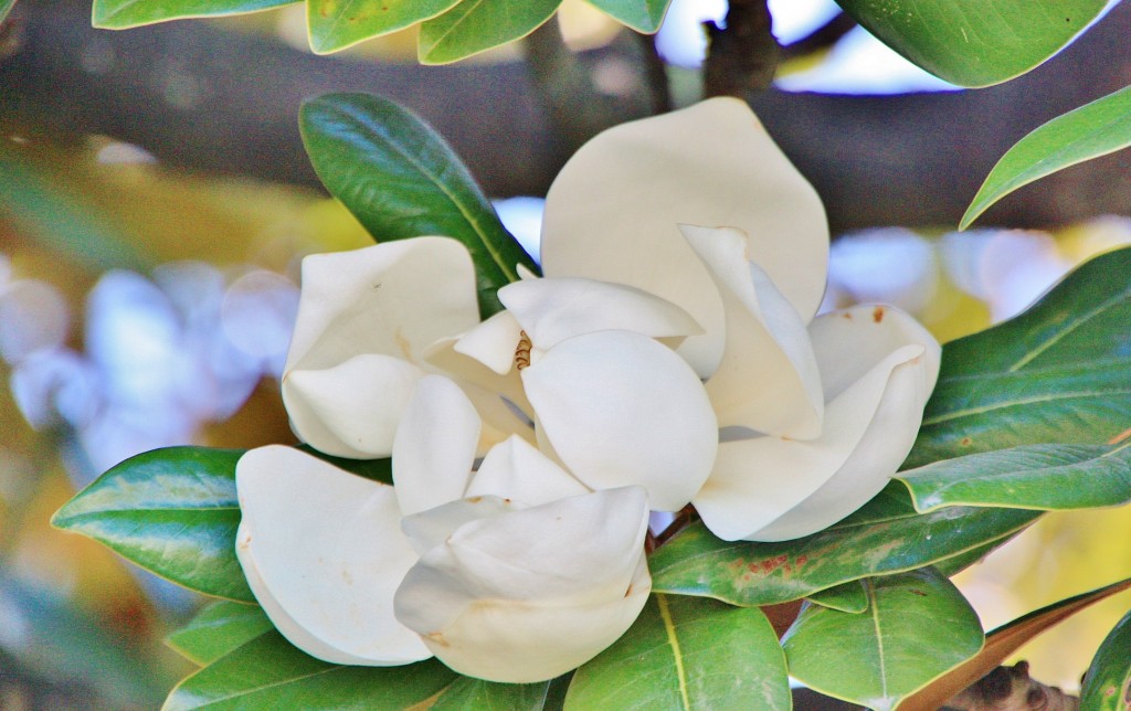 Foto: Vistas desde la muralla - Lugo (Galicia), España