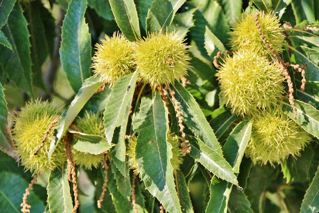 Foto: Castañas - Lugo (Galicia), España