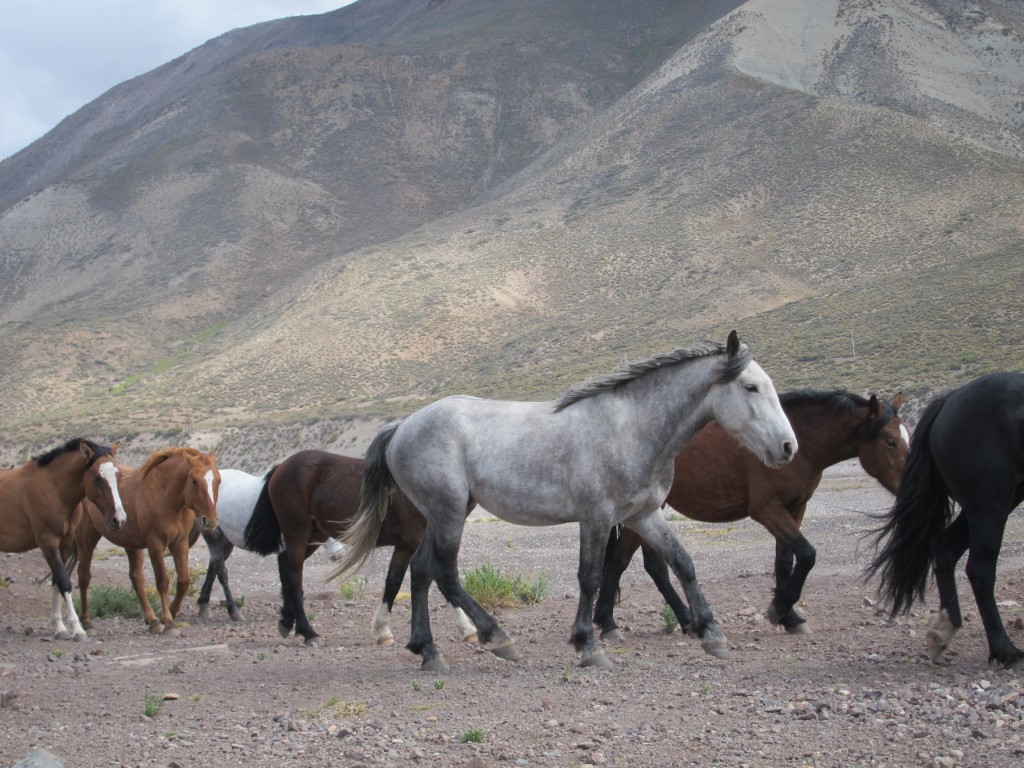 Foto: Camino a Las Leñas - Malargüe (Mendoza), Argentina