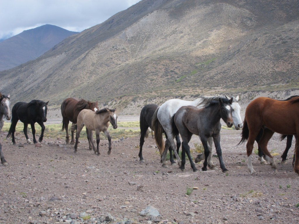 Foto: Camino a Las Leñas - Malargüe (Mendoza), Argentina