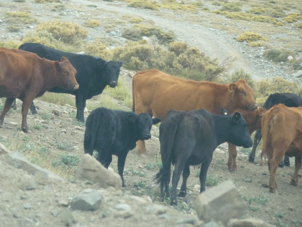 Foto: Camino a Las Leñas - Malargüe (Mendoza), Argentina