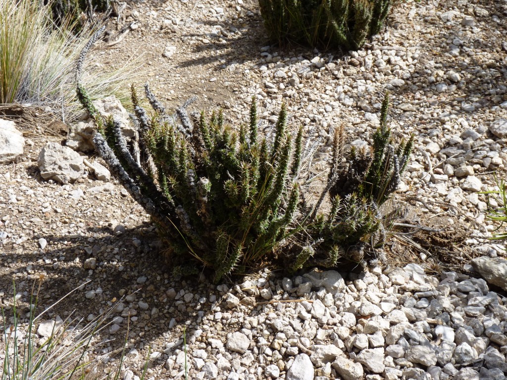 Foto: Bardas Blancas - Malargüe (Mendoza), Argentina