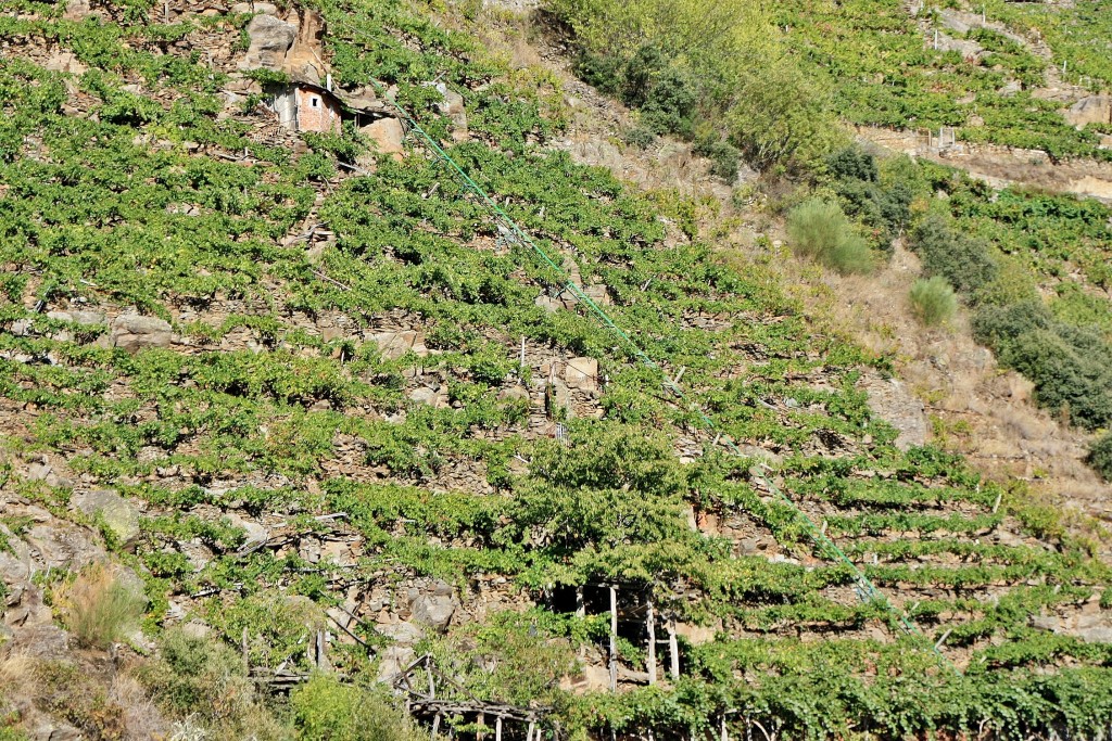 Foto: Cañón del rio Sil - Doade (Lugo), España