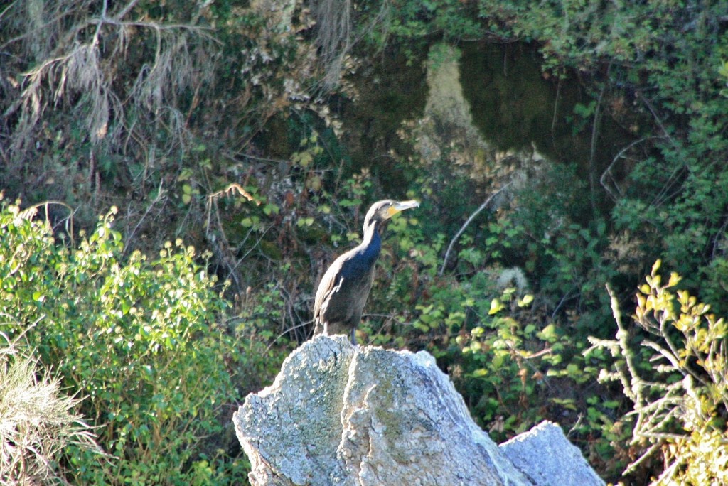 Foto: Cañón del rio Sil - Doade (Lugo), España