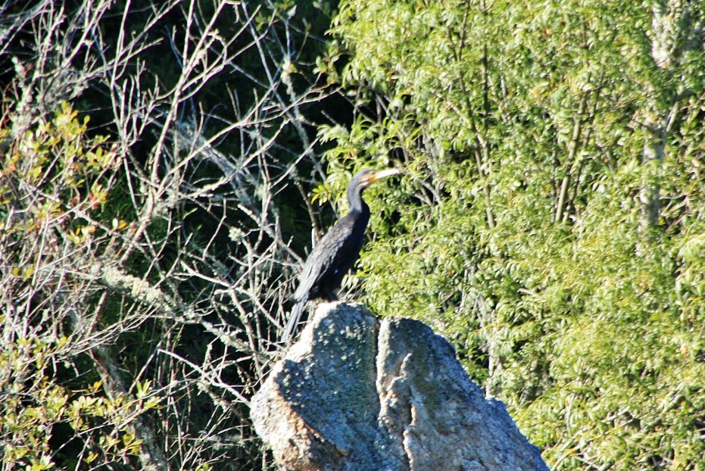 Foto: Cañón del rio Sil - Doade (Lugo), España
