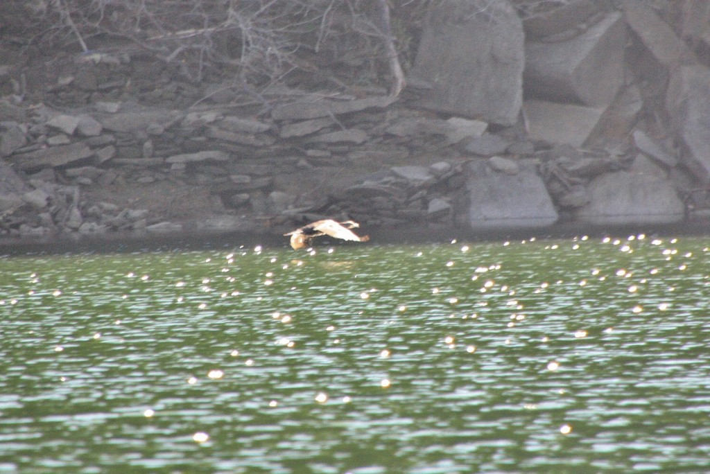 Foto: Cañón del rio Sil - Doade (Lugo), España