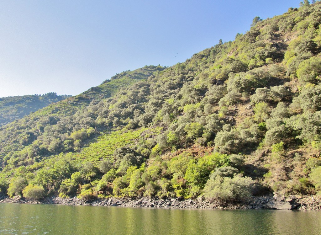 Foto: Cañón del rio Sil - Doade (Lugo), España
