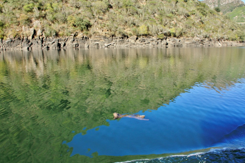 Foto: Cañón del rio Sil - Doade (Lugo), España