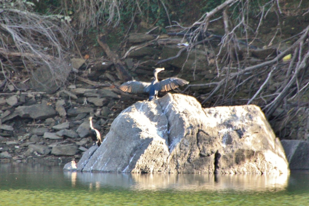 Foto: Cañón del rio Sil - Doade (Lugo), España