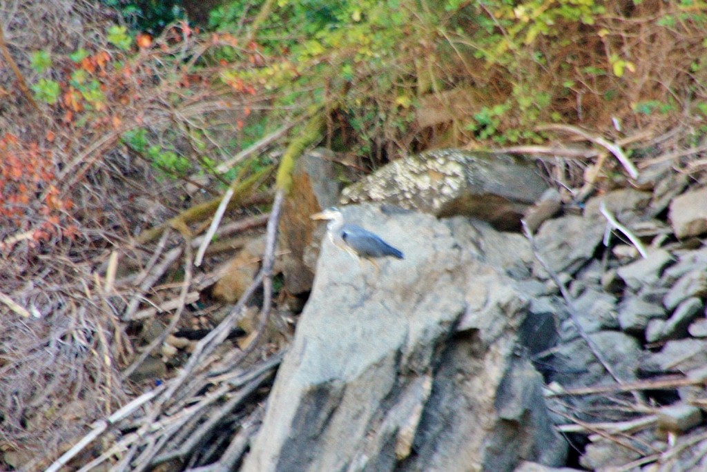 Foto: Cañón del rio Sil - Doade (Lugo), España