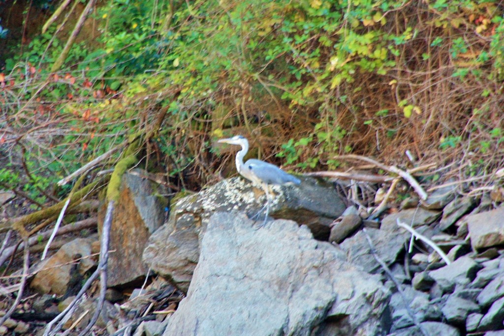 Foto: Cañón del rio Sil - Doade (Lugo), España