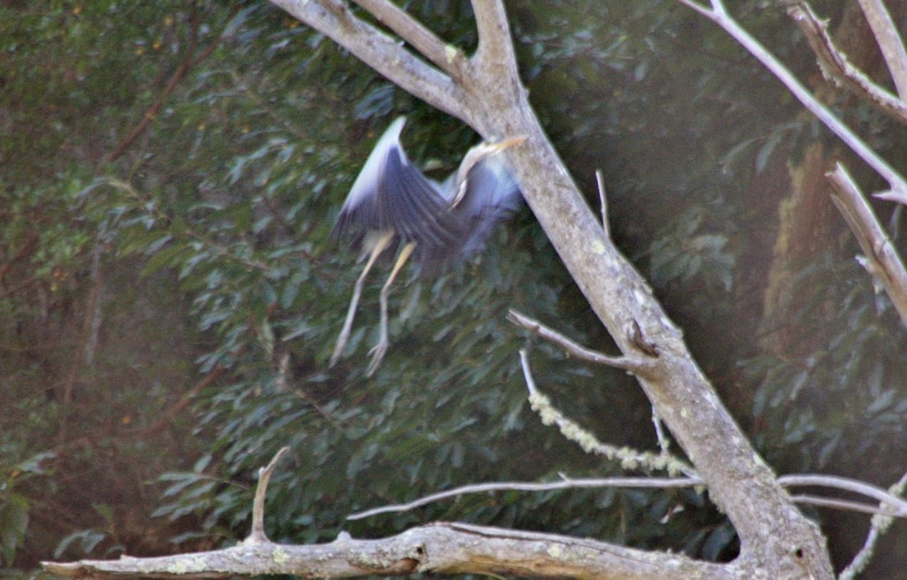 Foto: Cañón del rio Sil - Doade (Lugo), España