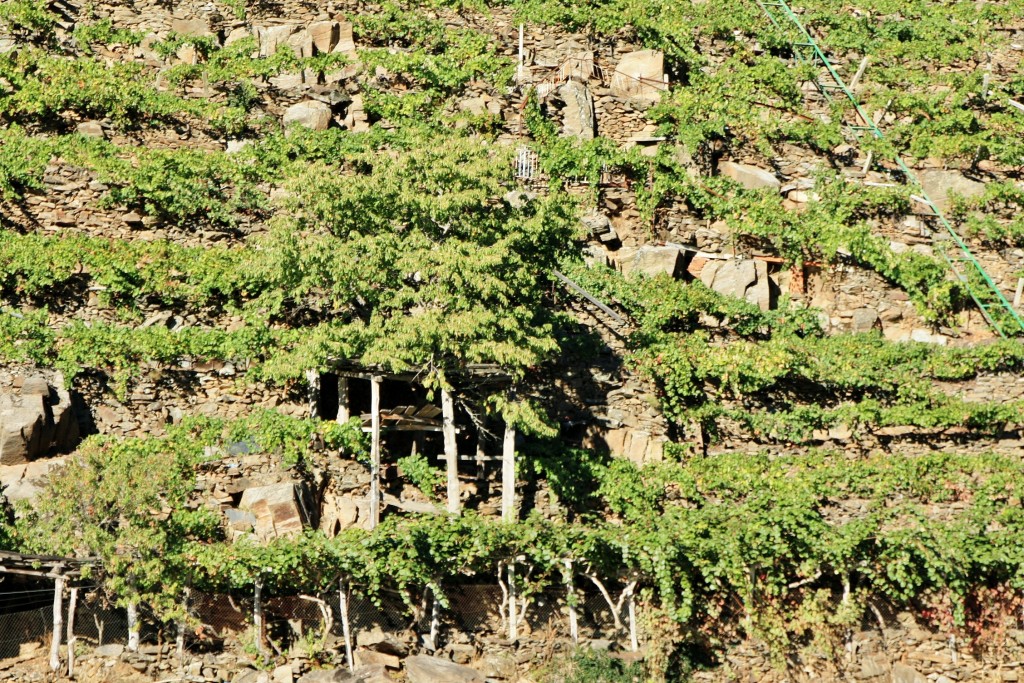 Foto: Cañón del rio Sil - Doade (Lugo), España