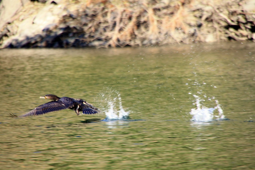 Foto: Cañón del rio Sil - Doade (Lugo), España