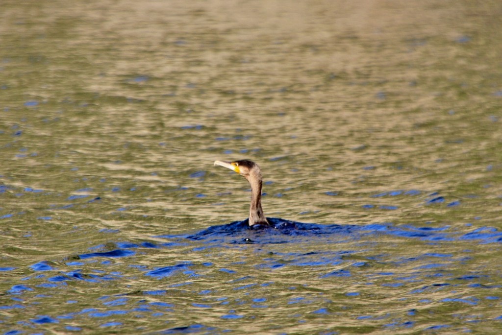 Foto: Cañón del rio Sil - Doade (Lugo), España