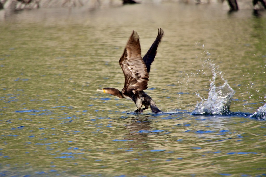 Foto: Cañón del rio Sil - Doade (Lugo), España