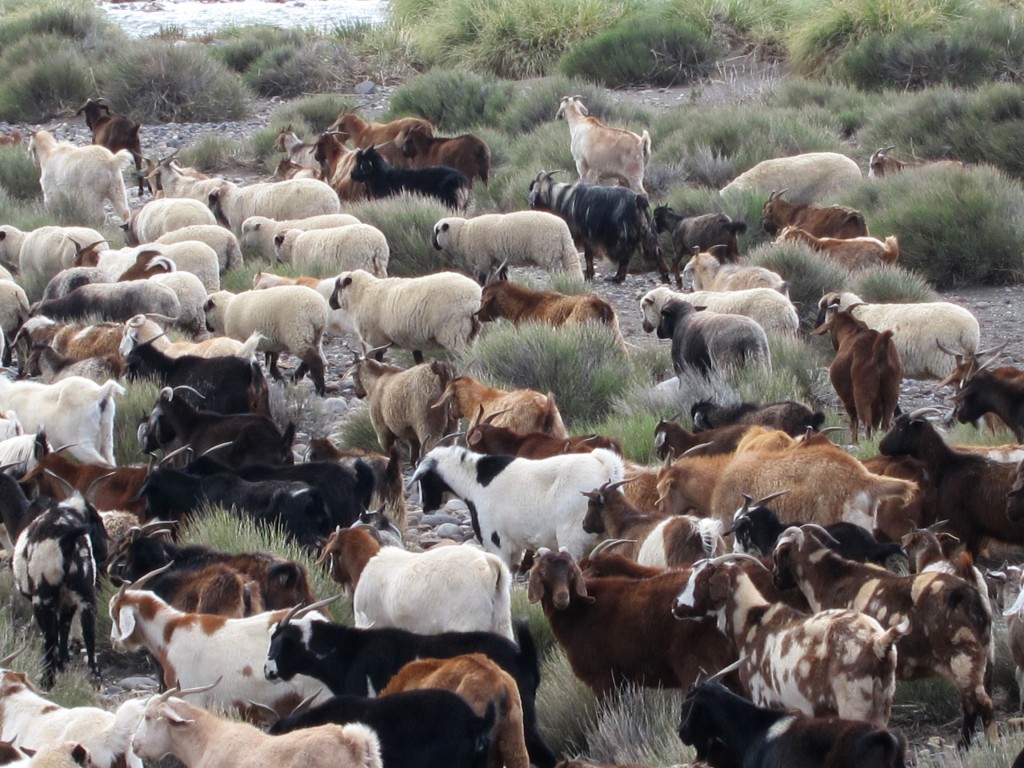 Foto: Castillos de Pincheira - Malargüe (Mendoza), Argentina