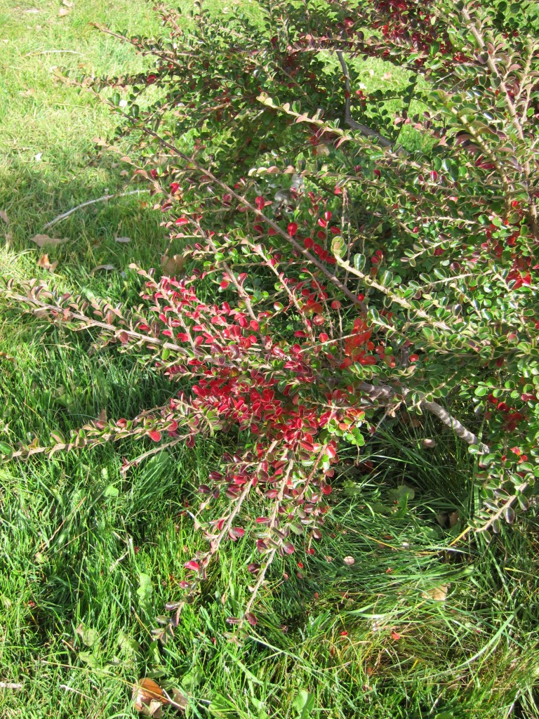 Foto: Castillos de Pincheira - Malargüe (Mendoza), Argentina