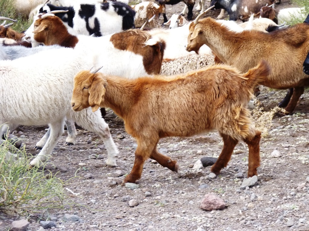 Foto: Castillos de Pincheira - Malargüe (Mendoza), Argentina