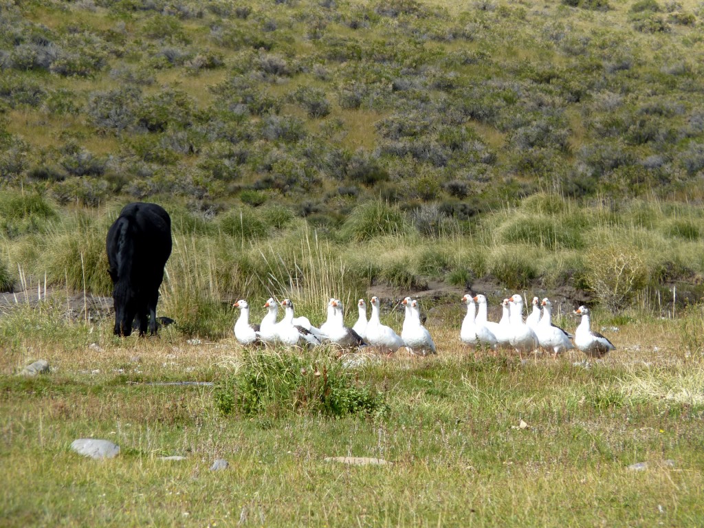 Foto: Castillos de Pincheira - Malargüe (Mendoza), Argentina