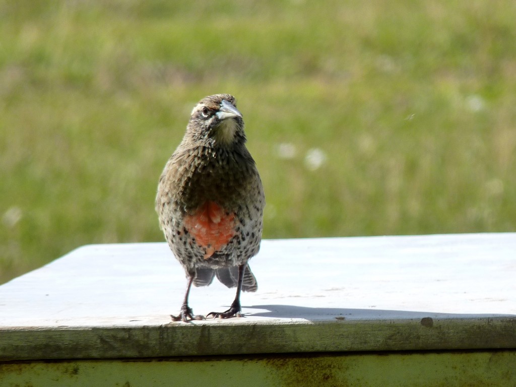 Foto: Castillos de Pincheira - Malargüe (Mendoza), Argentina