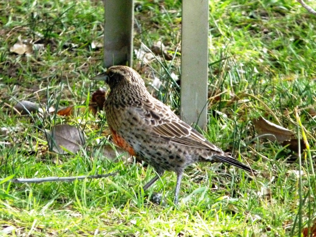 Foto: Castillos de Pincheira - Malargüe (Mendoza), Argentina