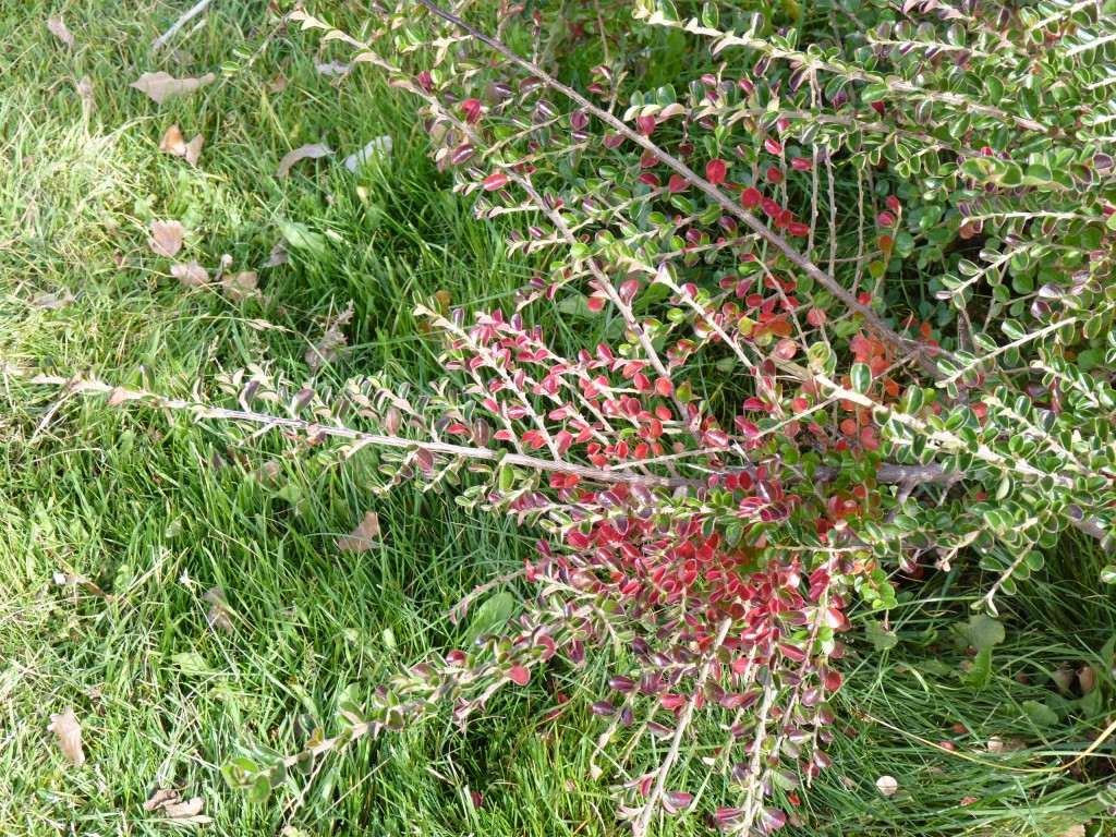 Foto: Castillos de Pincheira - Malargüe (Mendoza), Argentina