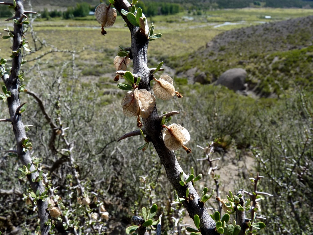Foto: Castillos de Pincheira - Malargüe (Mendoza), Argentina