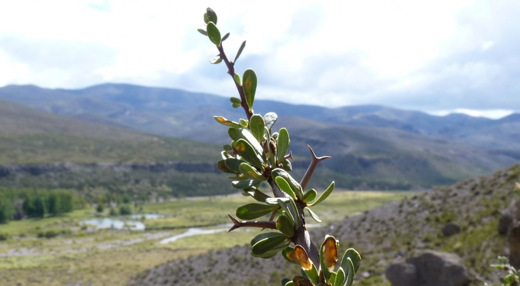 Foto: Castillos de Pincheira - Malargüe (Mendoza), Argentina