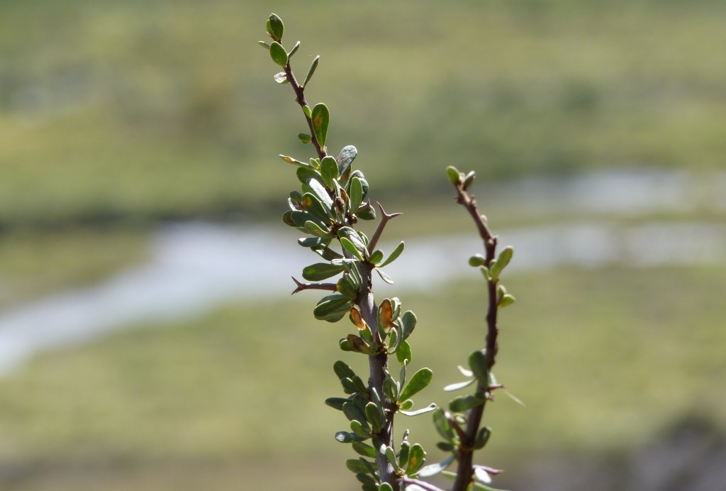 Foto: Castillos de Pincheira - Malargüe (Mendoza), Argentina