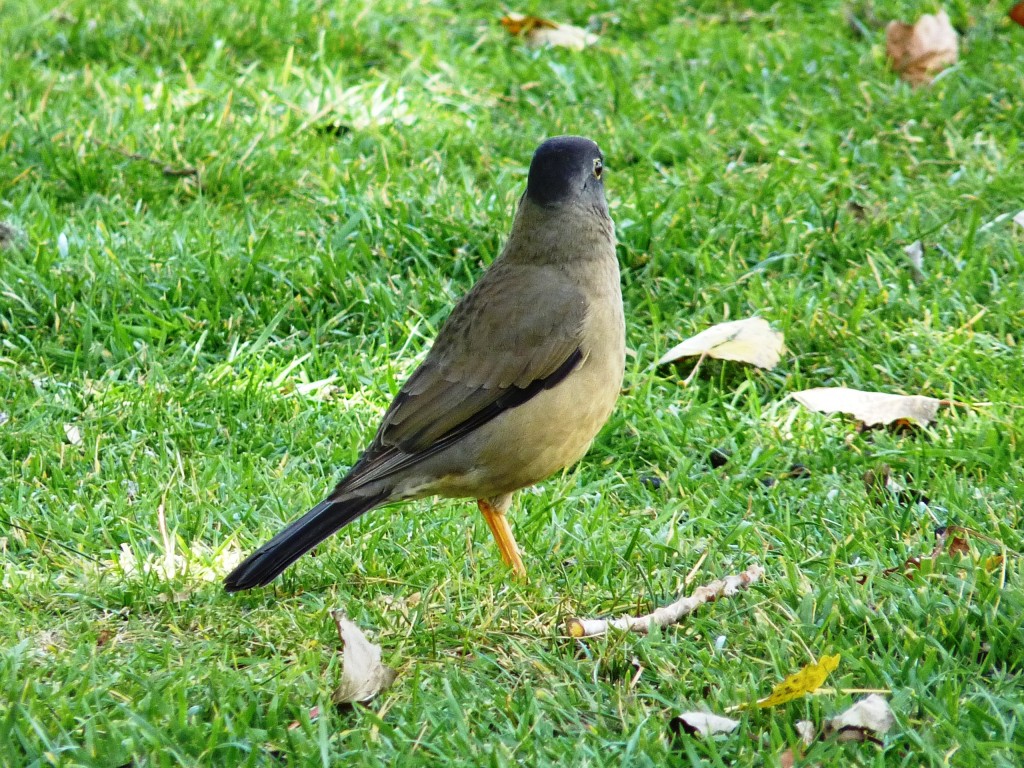 Foto: Castillos de Pincheira - Malargüe (Mendoza), Argentina