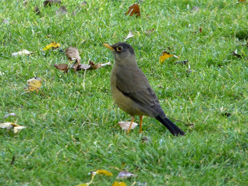 Foto: Castillos de Pincheira - Malargüe (Mendoza), Argentina