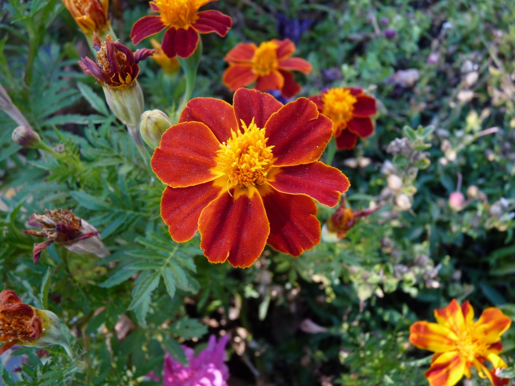 Foto: Observatorio Astronómico Pierre Auger - Malargüe (Mendoza), Argentina
