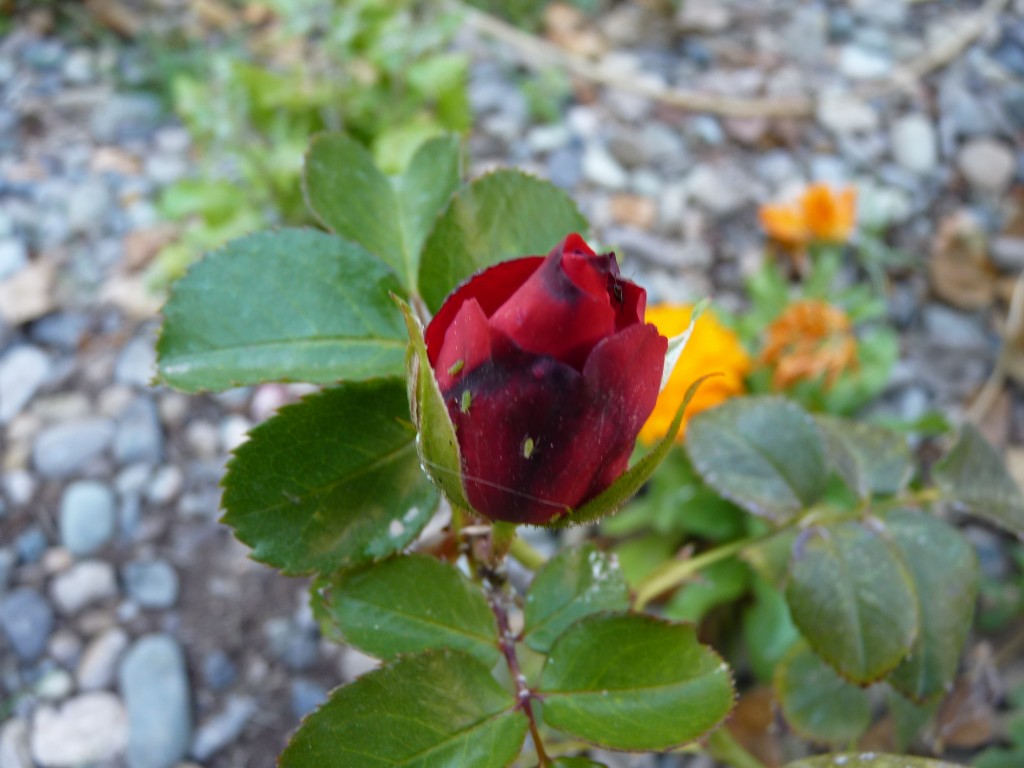 Foto: Observatorio Astronómico Pierre Auger - Malargüe (Mendoza), Argentina