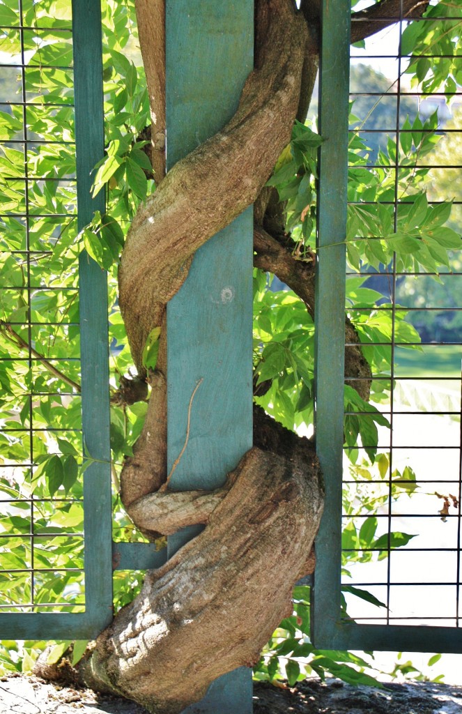 Foto: Abrazo - Allariz (Ourense), España