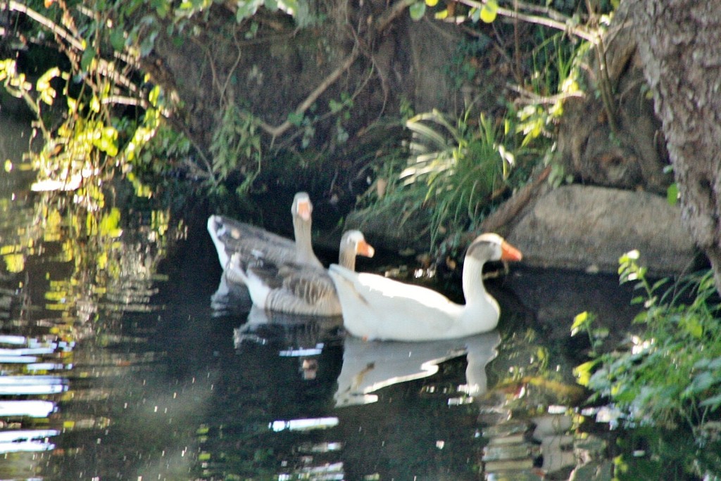 Foto: Rio Arnoia - Allariz (Ourense), España