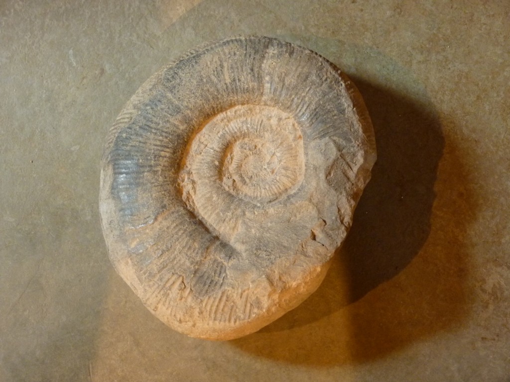 Foto: Museo Regional Malargüe - Malargüe (Mendoza), Argentina