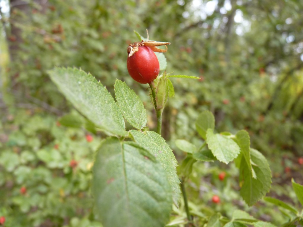 Foto: Casco de la estancia La Orteguina. - Malargüe (Mendoza), Argentina