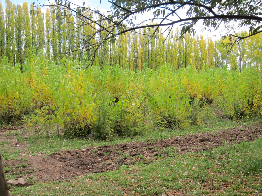 Foto: Casco de la estancia La Orteguina. - Malargüe (Mendoza), Argentina