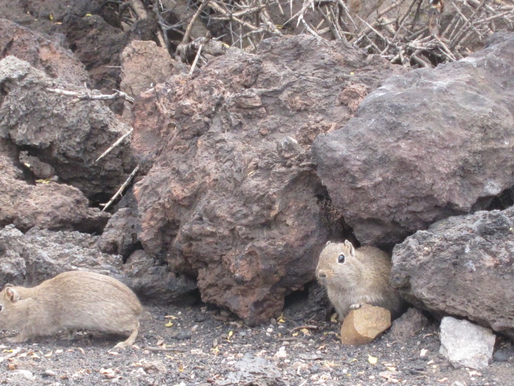 Foto: La Payunia - Malargüe (Mendoza), Argentina