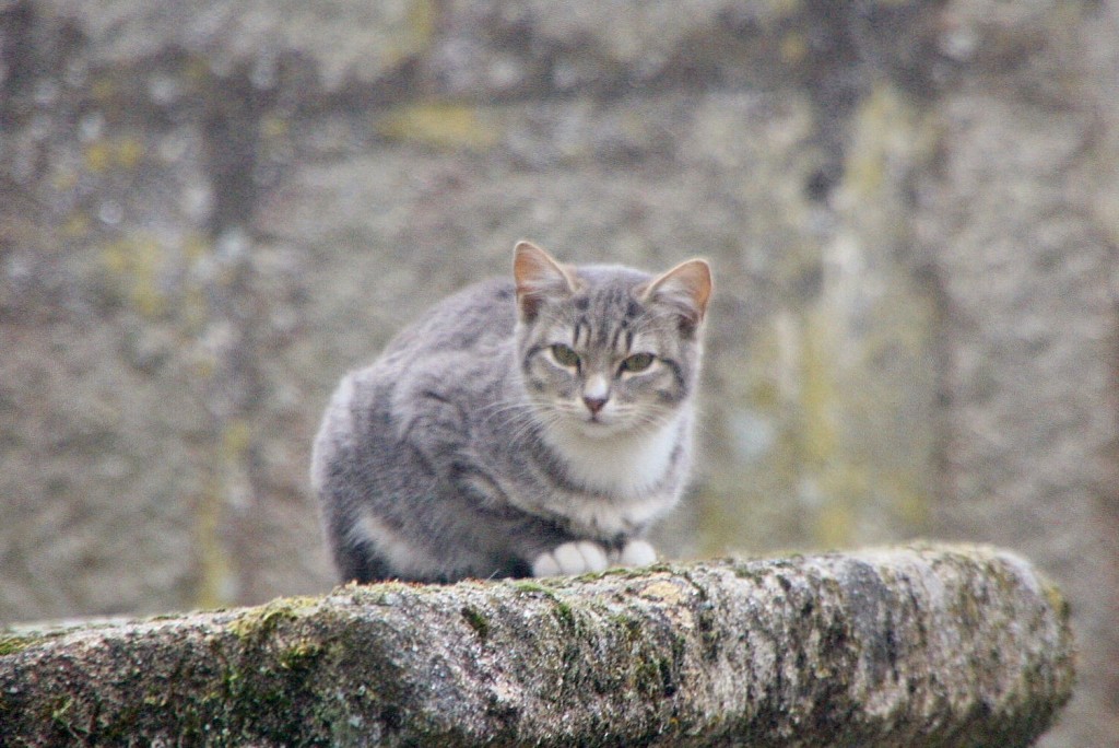 Foto: Gatito - San Cristovo de Cea (Ourense), España