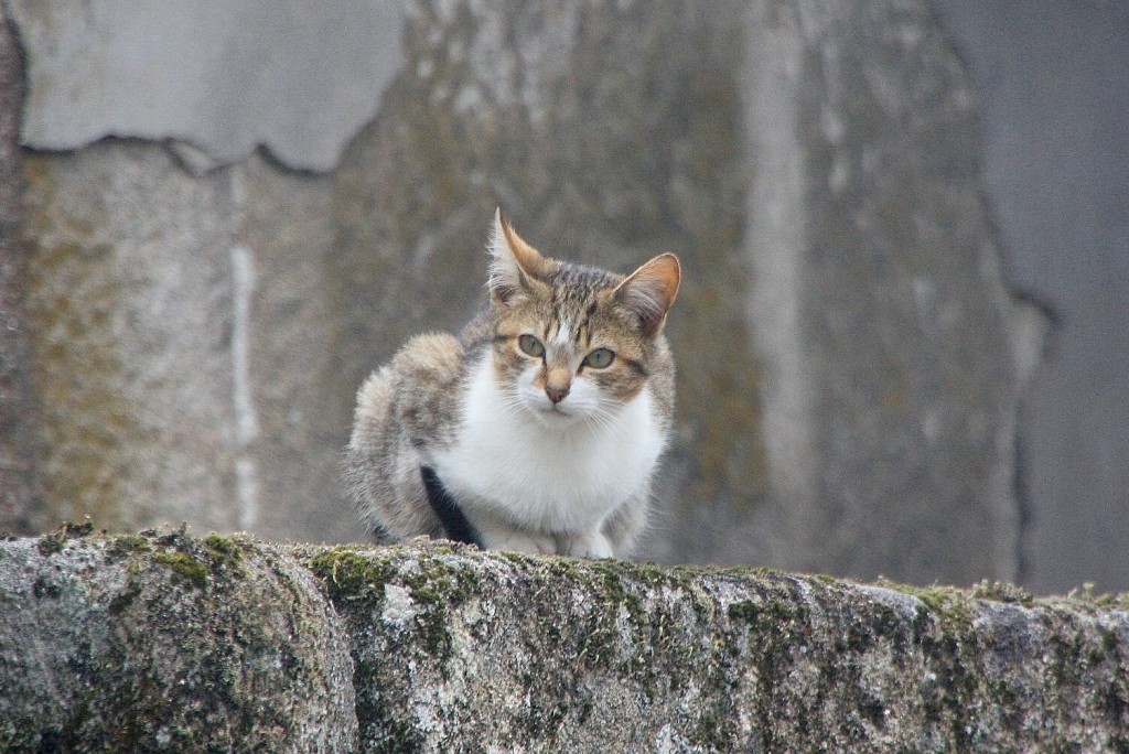 Foto: Gatito - San Cristovo de Cea (Ourense), España