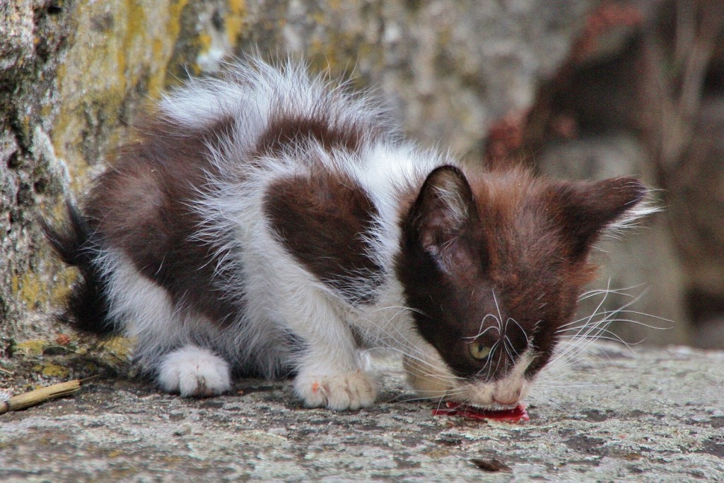 Foto: Gatito - San Cristovo de Cea (Ourense), España